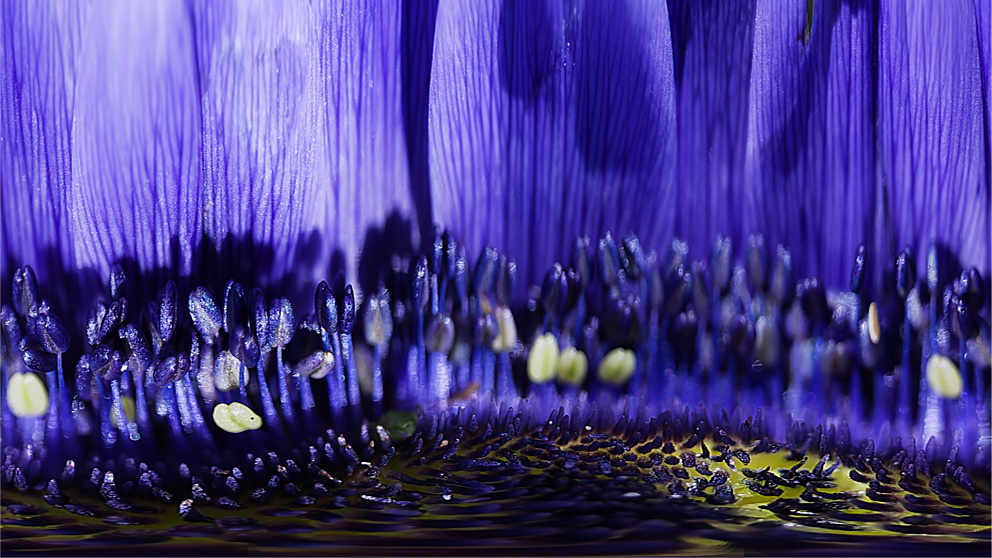 vignette